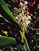 HEDYCHIUM FORRESTII HORT.