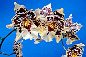 ODONTOGLOSSUM SP. (ALLIANCE INTERGENERIC ORCHID HYBRID)