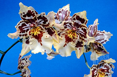 ODONTOGLOSSUM_SP_ALLIANCE_INTERGENERIC_ORCHID_HYBRID