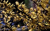 HAMAMELIS X INTERMEDIA ARNOLDS PROMISE,  WITCH HAZEL