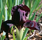 IRIS CHERRY GARDEN