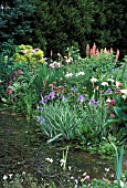 MARGINAL PLANTS IRISES BOG GARDEN