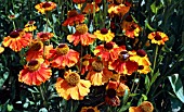 HELENIUM SAHINS EARLY FLOWERER