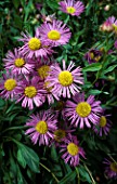 ERIGERON FESTIVITY, (FLEABANE)