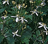 CLEMATIS MANDSCHURICA