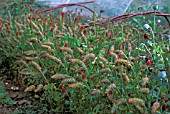 TRIFOLIUM INCARNATUM,  CRIMSON CLOVER,  GREEN MANURE.