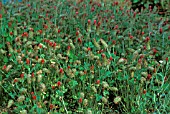 TRIFOLIUM INCARNATUM, (GROWN FOR GREEN MANURE)