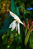 ROSCOEA BEESIANA WHITE FORM