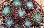 SEMPERVIVUM BORISSII SYN CILIOSUM