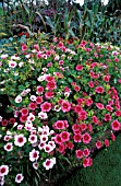 MALVA,  GLACIER FRUITS,  MALLOW,  MASS OF FLOWERS