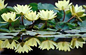 NYMPHAEA X MARLIACEA,  CHROMATELLA,  FLOWERS AND FOLIAGE