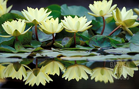 _NYMPHAEA_X_MARLIACEA__CHROMATELLA__FLOWERS_AND_FOLIAGE