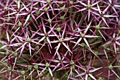 ALLIUM CHRISTOPHII, ALBOPILOSUM,  BULB, PURPLE, FLOWERS, CLOSE UP, SUMMER