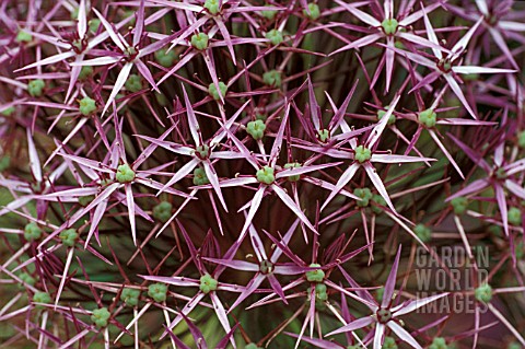 ALLIUM_CHRISTOPHII_ALBOPILOSUM__BULB_PURPLE_FLOWERS_CLOSE_UP_SUMMER