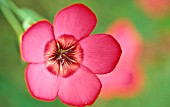 LINUM GRANDIFLORUM,  FLOWERING FLAX