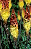 KNIPHOFIA CAULESCENS,  RED HOT POKER,  TORCH LILY