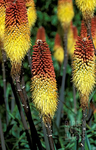 KNIPHOFIA_CAULESCENS__RED_HOT_POKER__TORCH_LILY
