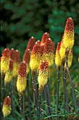 KNIPHOFIA CAULESCENS FLOWER HEADS