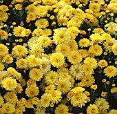 CHRYSANTHEMUM NANTYDERRY SUNSHINE