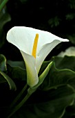 ZANTEDESCHIA AETHIOPICA,  CLOSE UP, WHITE, FLOWER