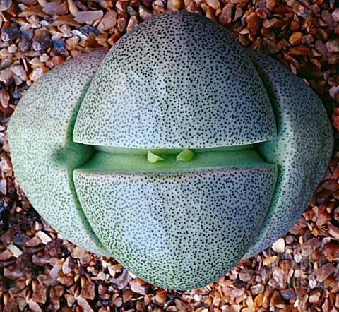 PLEIOSPILOS_NELII