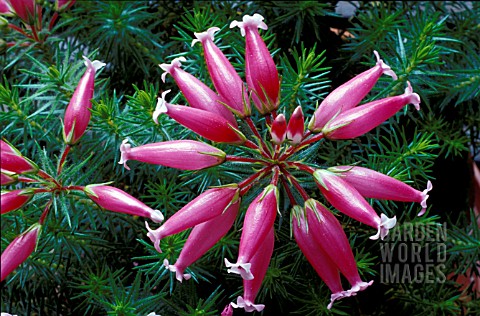 ERICA_VENTRICOSA__HEATHER__CORNISH_HEATH__CLOSE_UP__PINK_FLOWERS__ERICACEAE