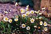 DRYAS OCTOPETALA, (AGM)