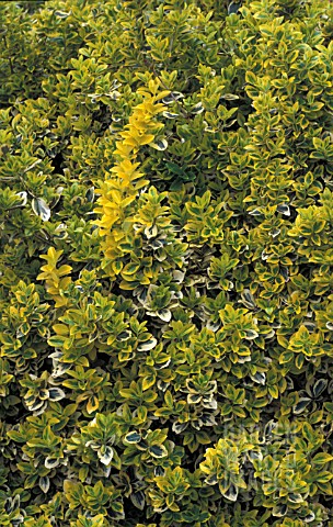 EUONYMUS_FORTUNEI___EMERALD_N_GOLD
