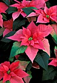 EUPHORBIA PULCHERRIMA,  RED ANGEL,  POINSETTIA