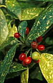 AUCUBA JAPONICA VARIEGATA,  SPOTTED, LEAVES.LEAF, SPOT, SPOTS, REDBERRIES, BERRY