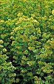 EUPHORBIA x MARTINI