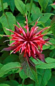 MONARDA,  BEAUTY OF COBHAM,  BERGAMOT,  FLOWER