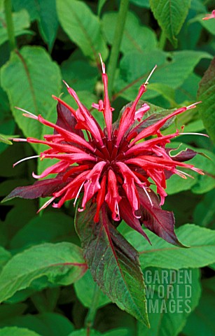 _MONARDA__BEAUTY_OF_COBHAM__BERGAMOT__FLOWER