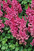 ASTILBE CHINENSIS VISIONS,  PINK, FLOWERS