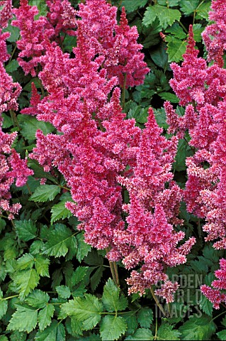 ASTILBE_CHINENSIS_VISIONS__PINK_FLOWERS