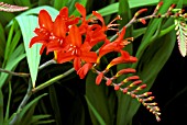 CROCOSMIA,  LUCIFER,  MONTBRETIA