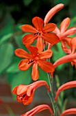 WATSONIA STANFORD SCARLET,  HALF HARDY, RED, FLOWER, SUMMER