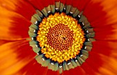 GAZANIA,  DAYBREAK BRONZE,  TREASURE FLOWER, CLOSE UP OF CENTER