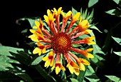 GAILLARDIA FANFARE,  CLOSE UP OF FLOWER