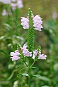 PHYSOSTEGIA VIRGINIANA,   PINK FLOWER,  CLOSE UP,  PORTRAIT