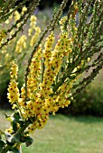 VERBASCUM BLATTARIA