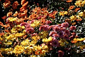 CHRYSANTHEMUM MIXED