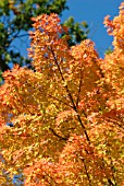 ACER PALMATUM SANGO KAKU,  SYN. ACER PALMATUM SENKAKI,  CORAL BARK MAPLE