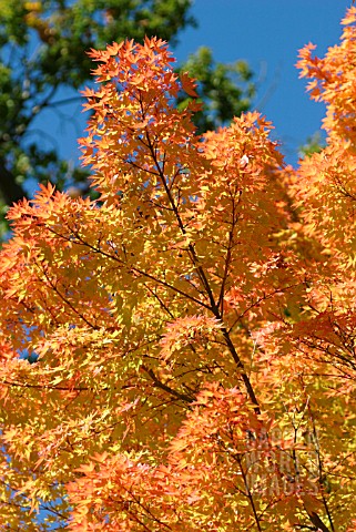 ACER_PALMATUM_SANGO_KAKU__SYN_ACER_PALMATUM_SENKAKI__CORAL_BARK_MAPLE