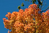 ACER PALMATUM SANGO KAKU,  SYN. ACER PALMATUM SENKAKI,  CORAL BARK MAPLE