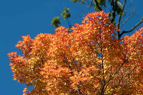 ACER_PALMATUM_SANGO_KAKU__SYN_ACER_PALMATUM_SENKAKI__CORAL_BARK_MAPLE