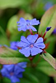 CERATOSTIGMA WILLMOTTIANUM