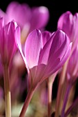 COLCHICUM DICK TROTTER