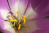 COLCHICUM DICK TROTTER