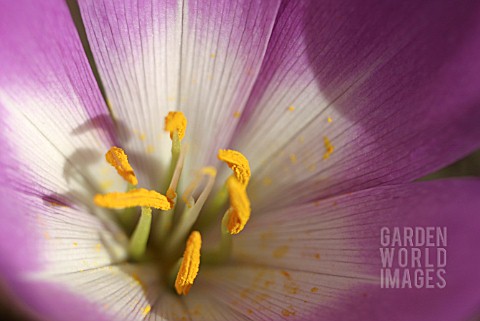 COLCHICUM_DICK_TROTTER